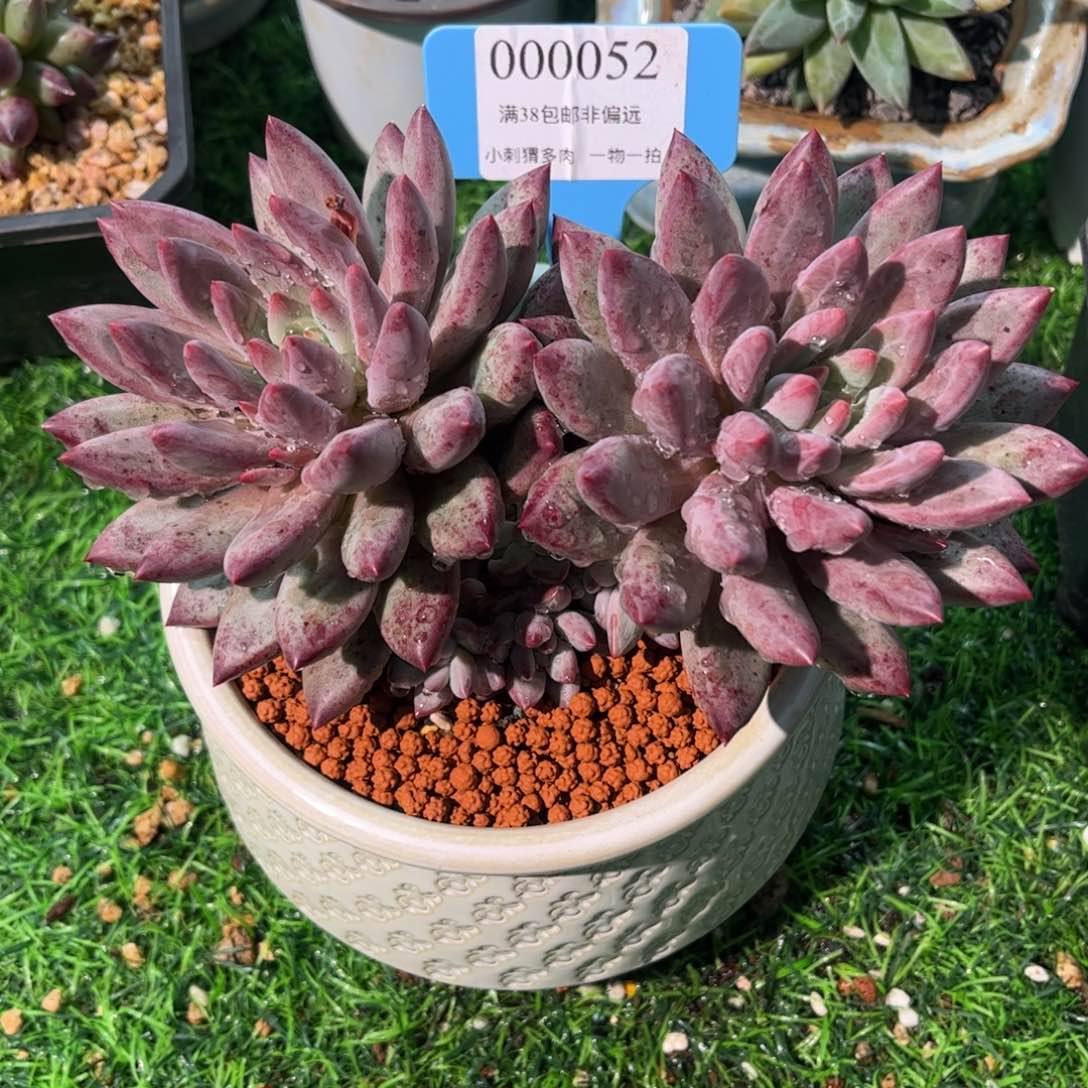 虞美人一物一拍52