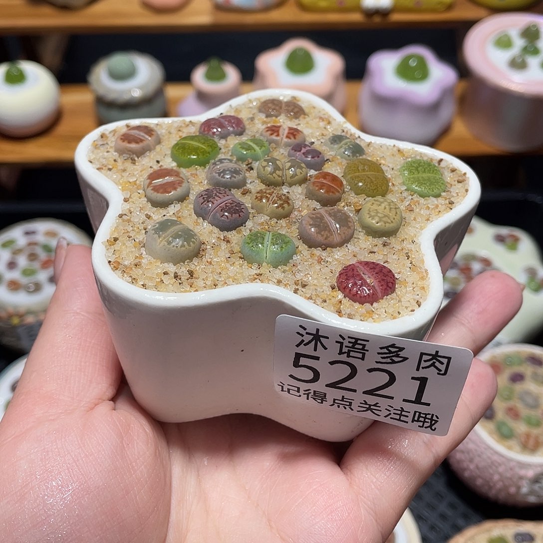 带盆土植物 一物一拍5221