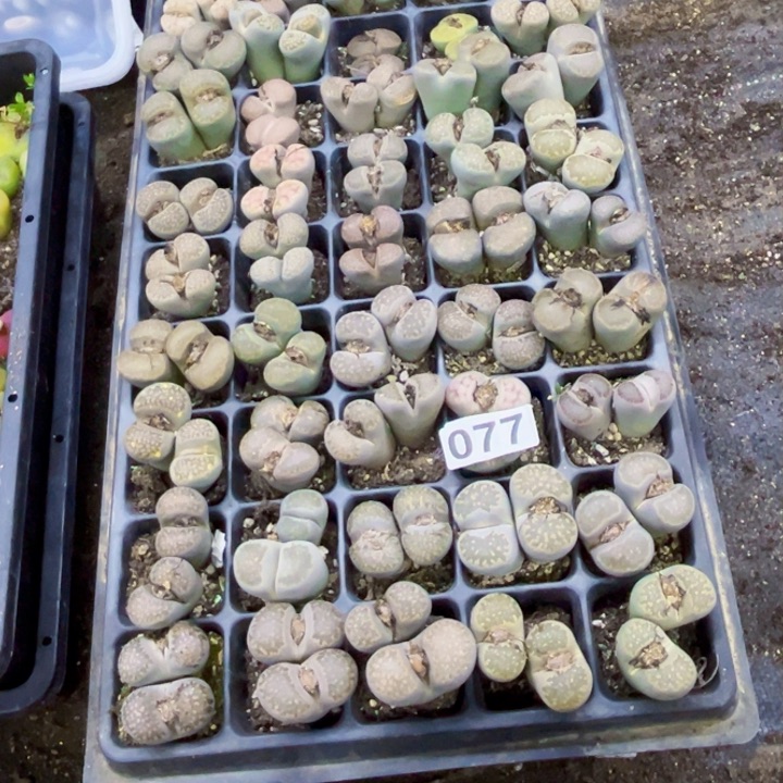 077脱土一物一图如图