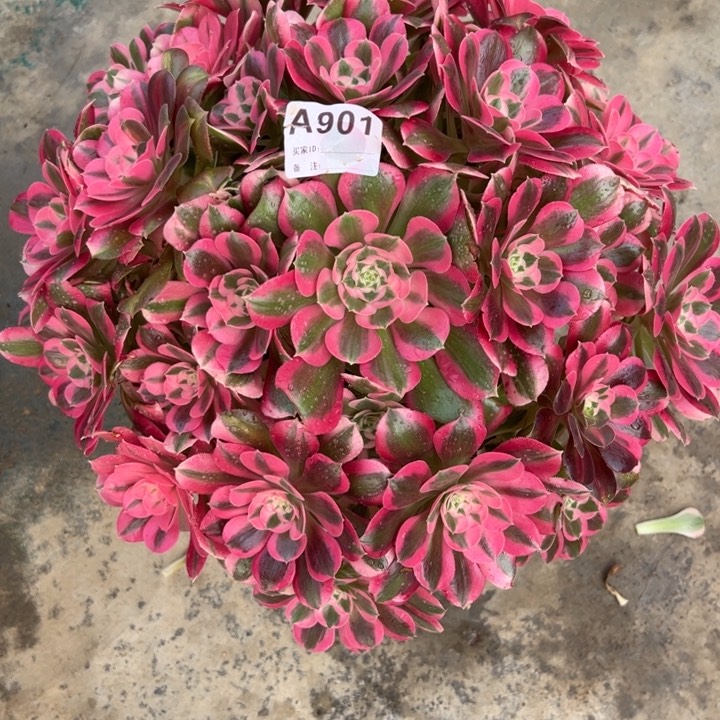 小****）901布加迪35厘米左右