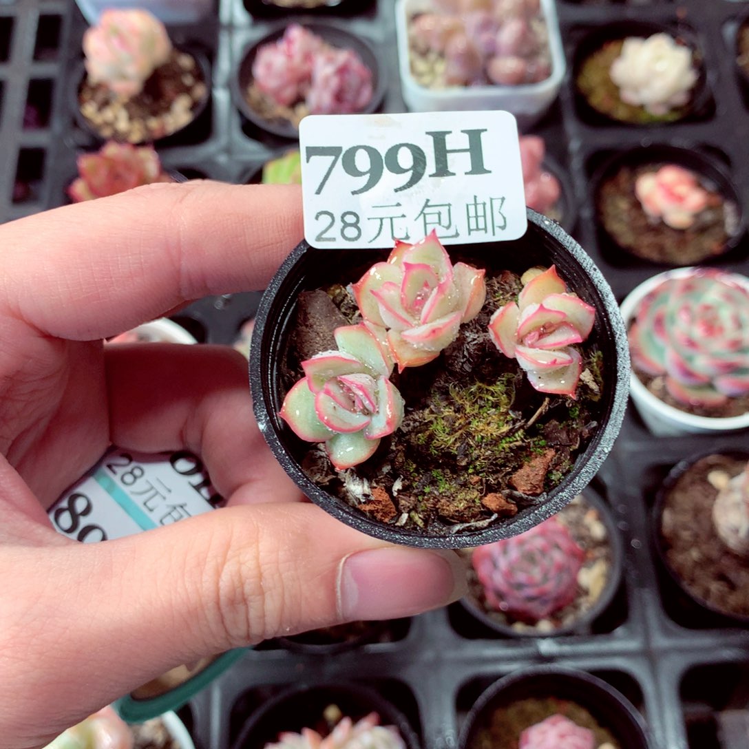 5厘米盆精控多肉799