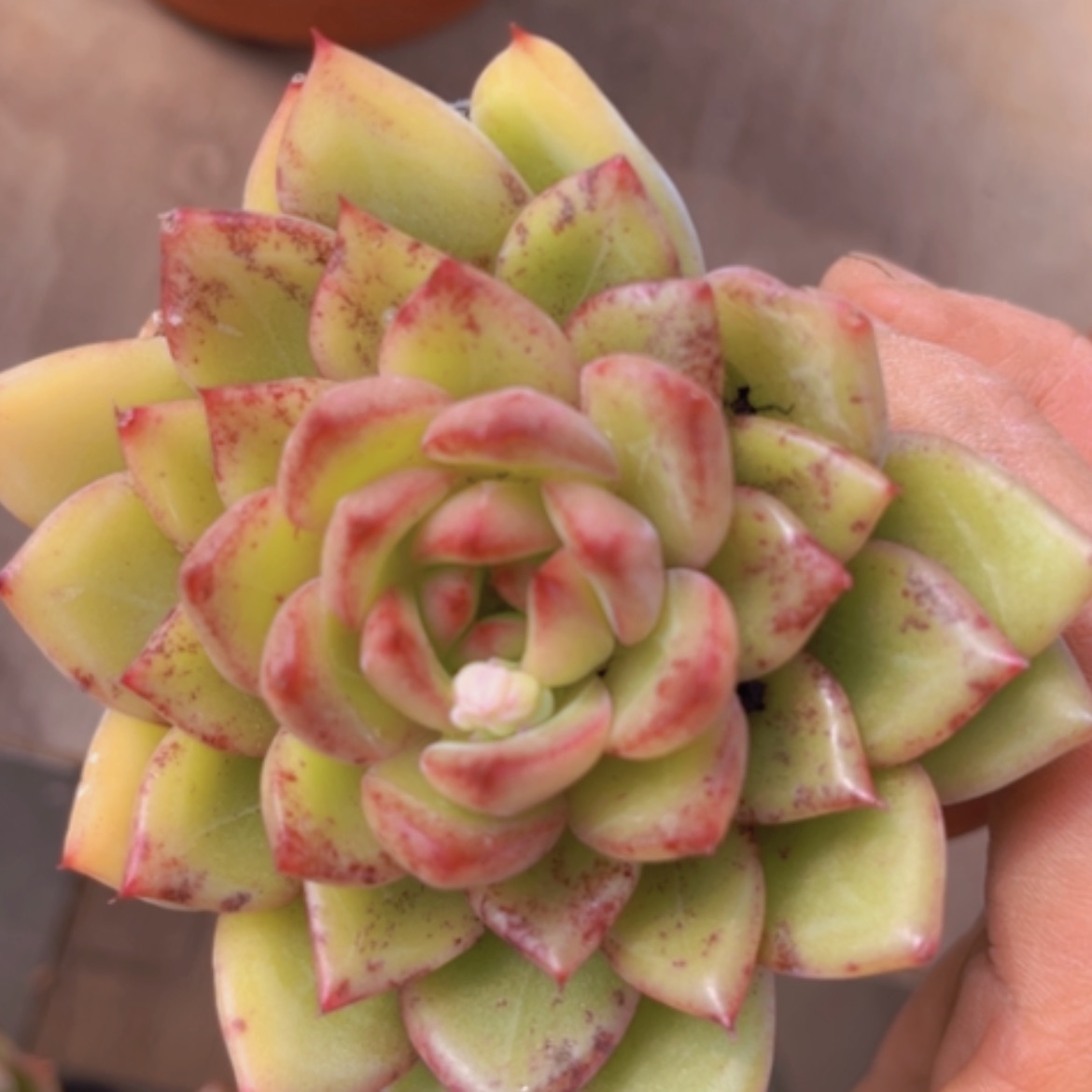 【闪购商品】杂07158