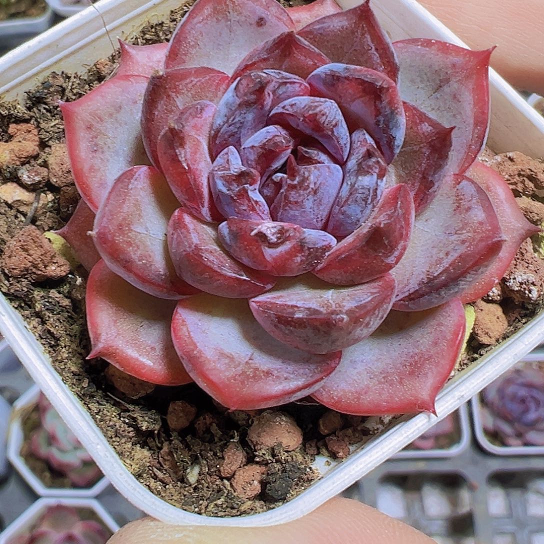 黑橙19包邮多肉植物