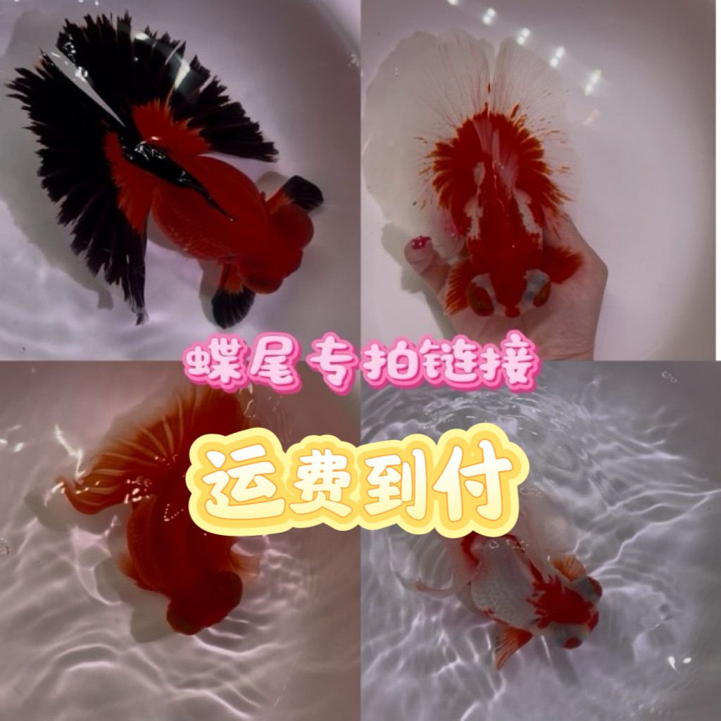 精品蝶尾金鱼专拍(马印灯效果介意勿拍，只包活不包损)详情页下单