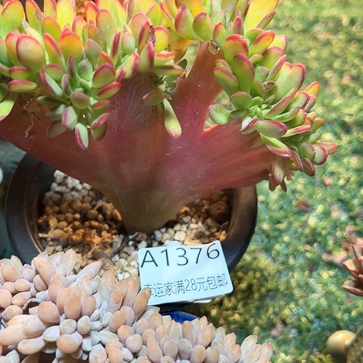 幸运的是我的朋友