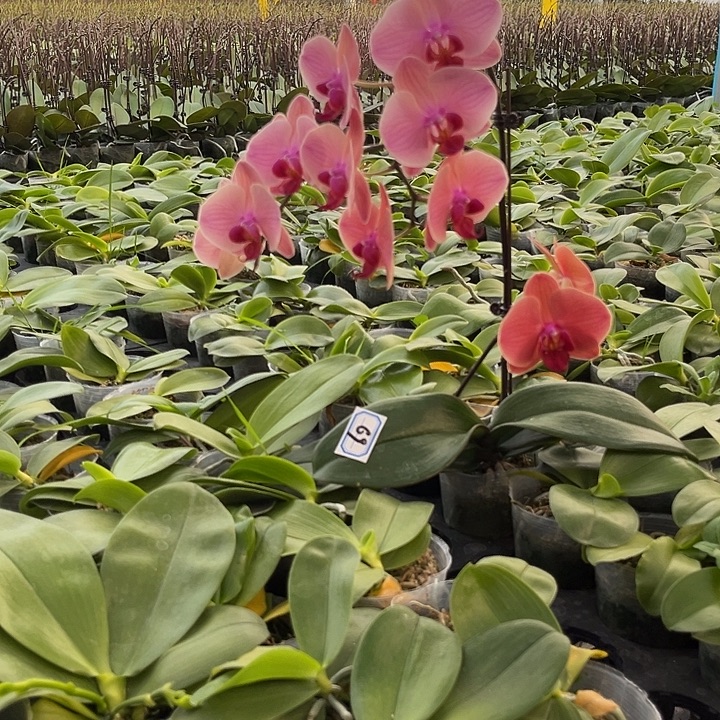 大部分花苞少量开放069小桔灯