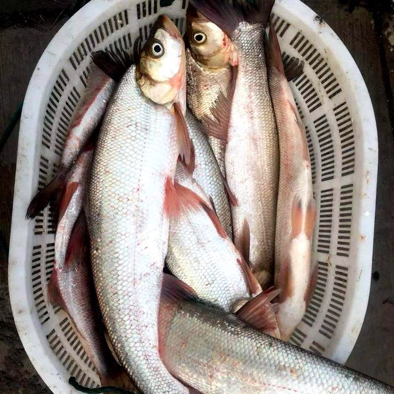 【周支书专属】顺丰包邮翘嘴鱼现场称重22