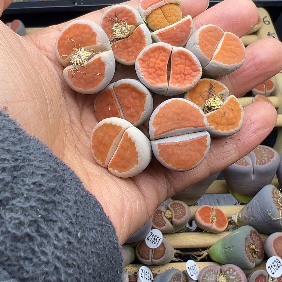 紫*儿1554纯纯下播福利炸111111