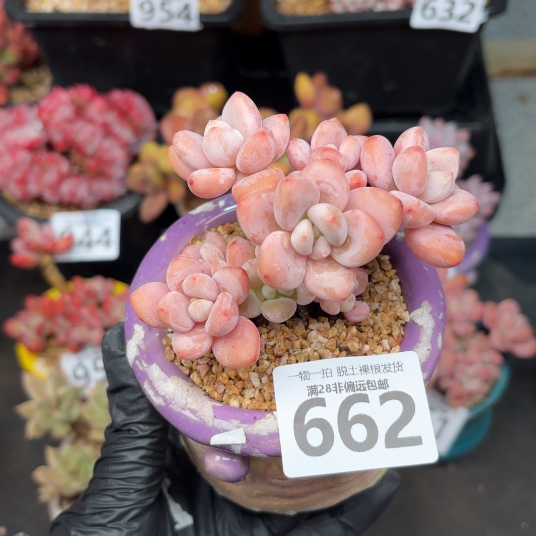 樱花洛神无盆土发货