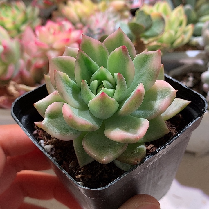 不知名东云锦锦锦