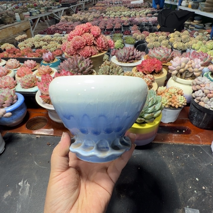 特价花盆满50发货内口10