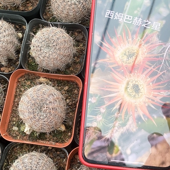 西姆巴赫之星 有根丽花包邮