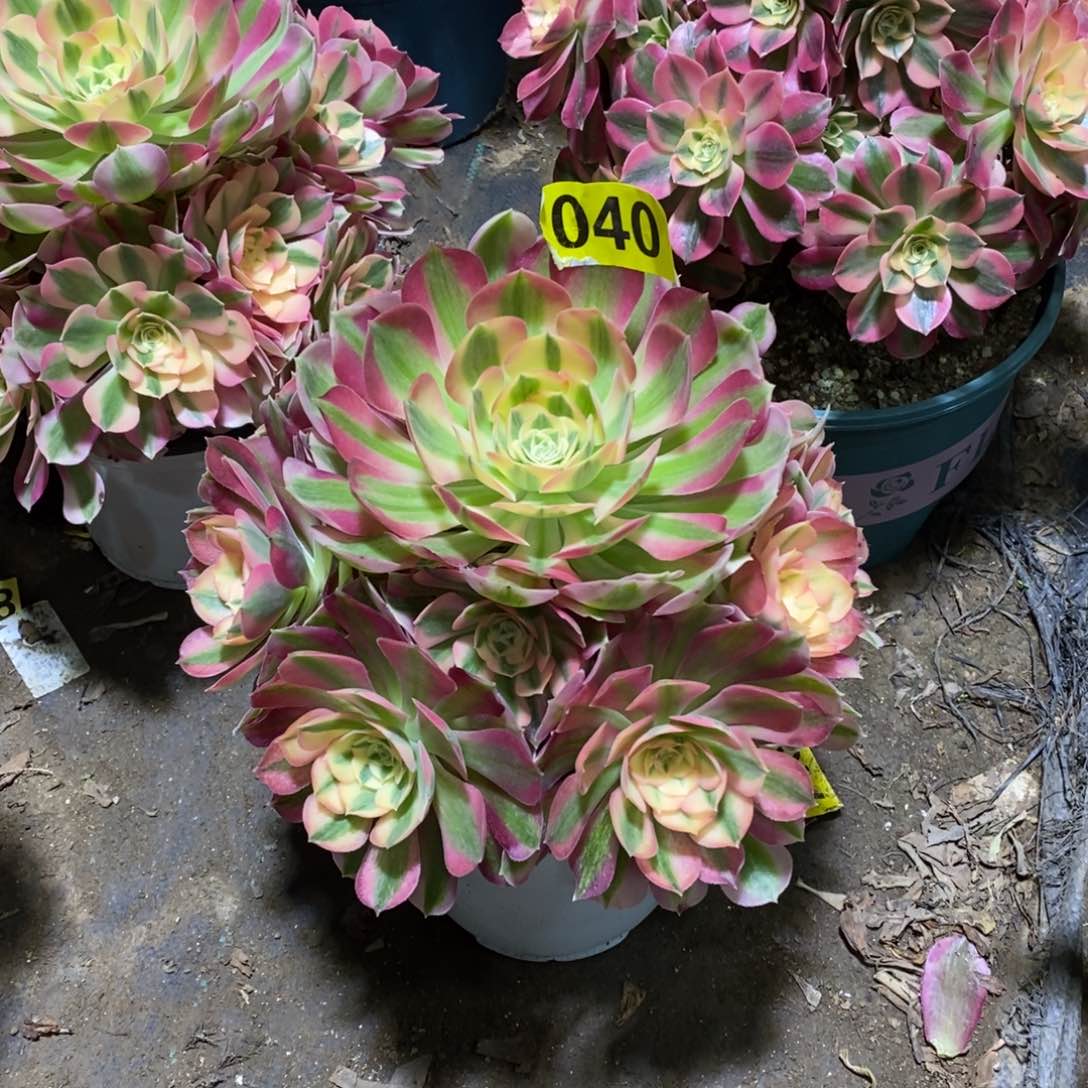 粉女巫多肉法师040