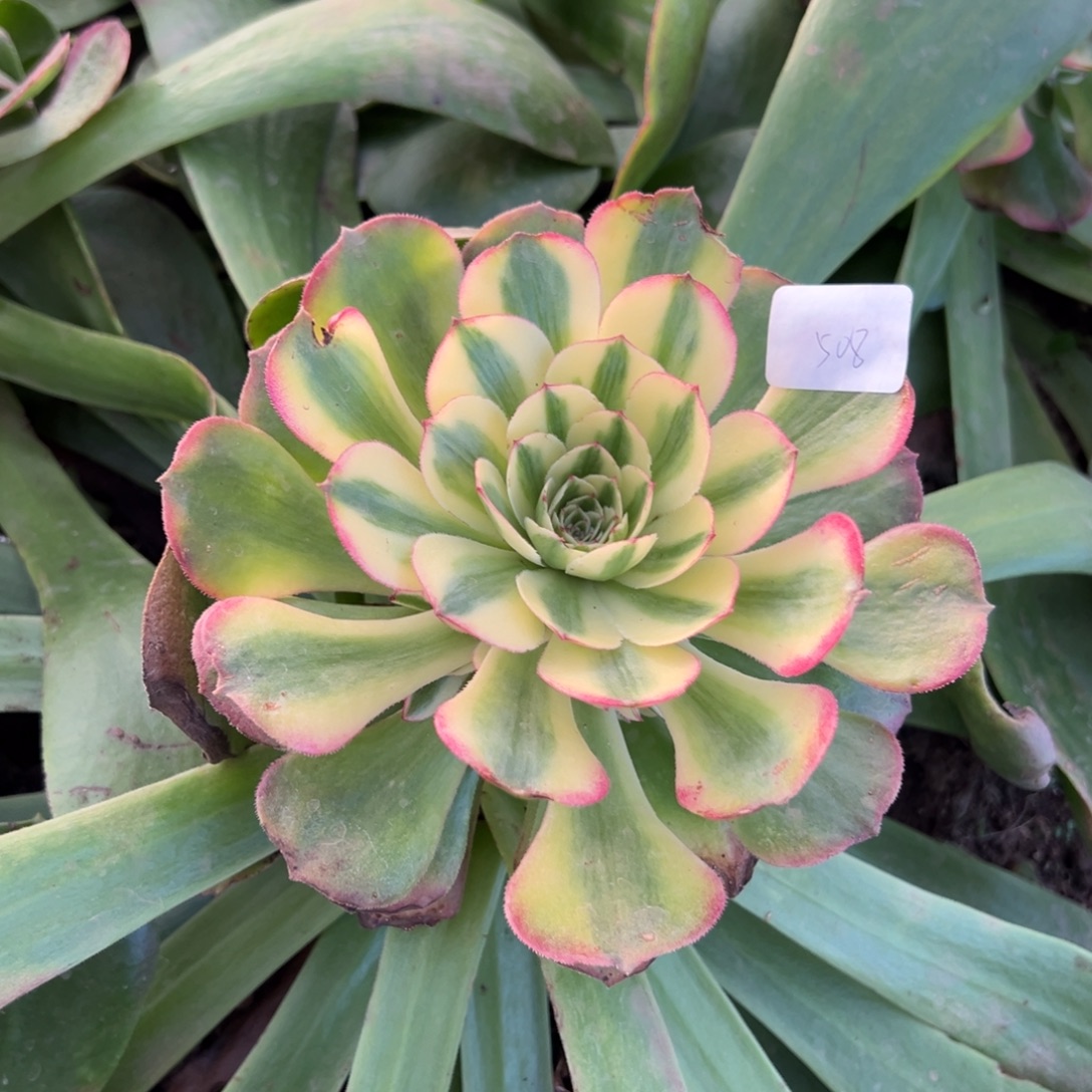 家***哥508绿体荔枝多肉嘻嘻嘻