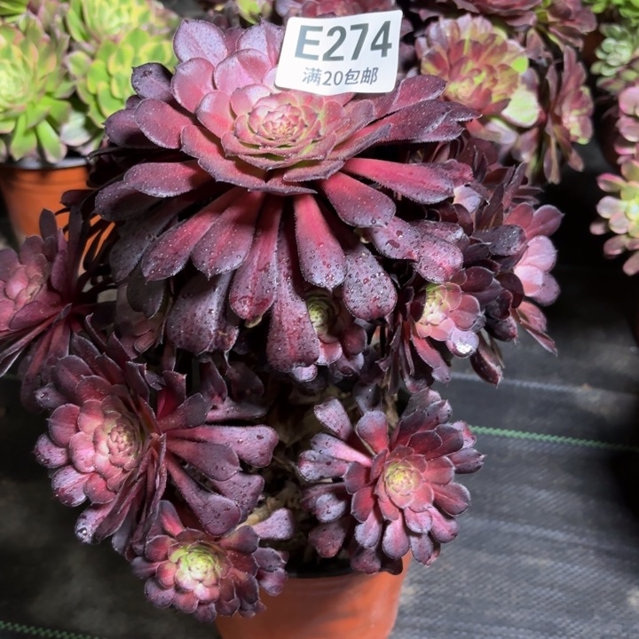 瑞妈一物一拍274有断枝