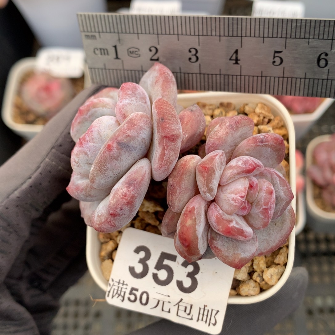 353。石化石榴籽星影双头。