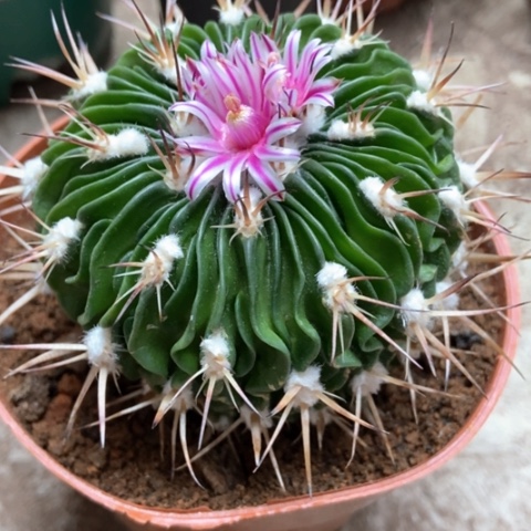 多棱玉仙人球8米仙人球