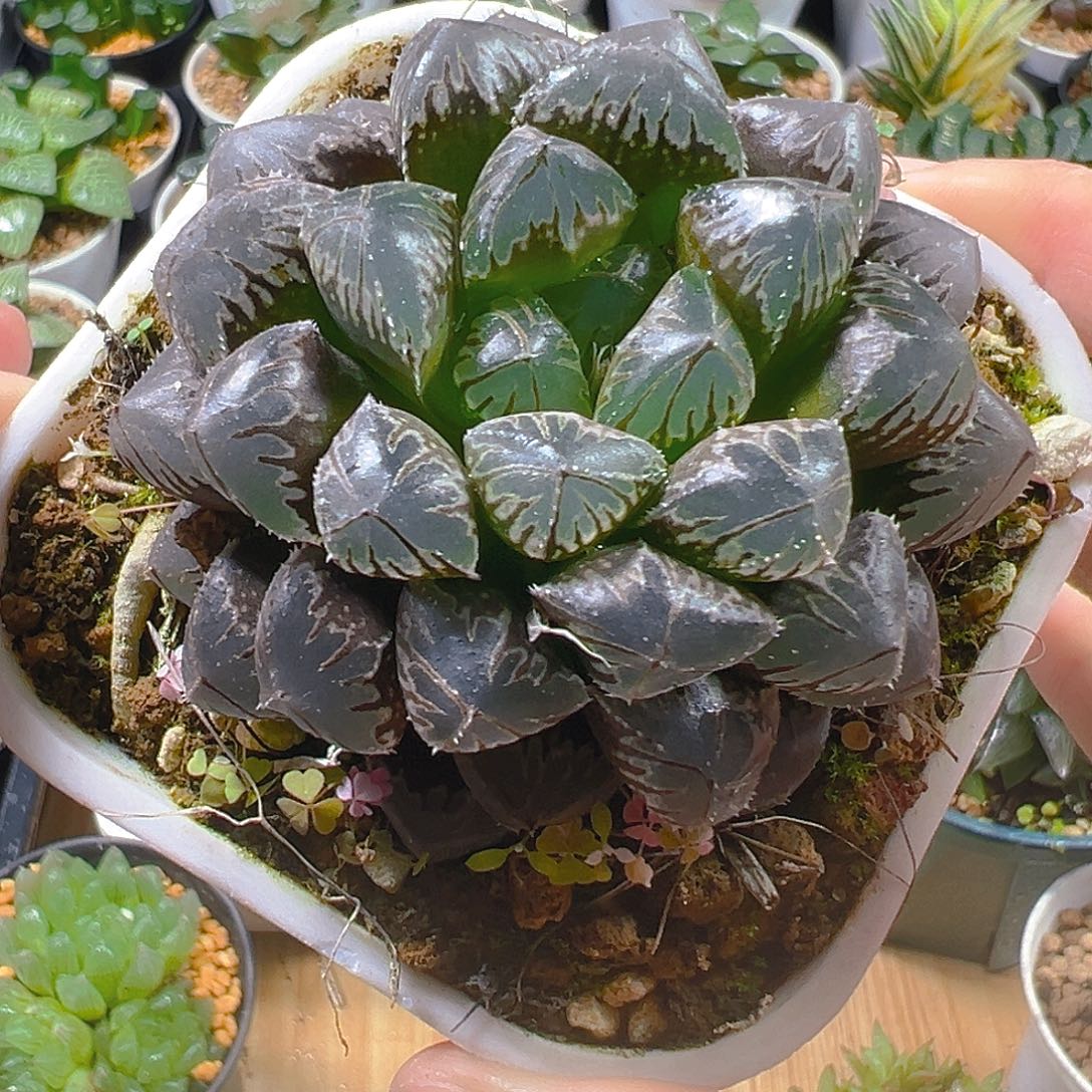 母本红岩玉露多肉多肉