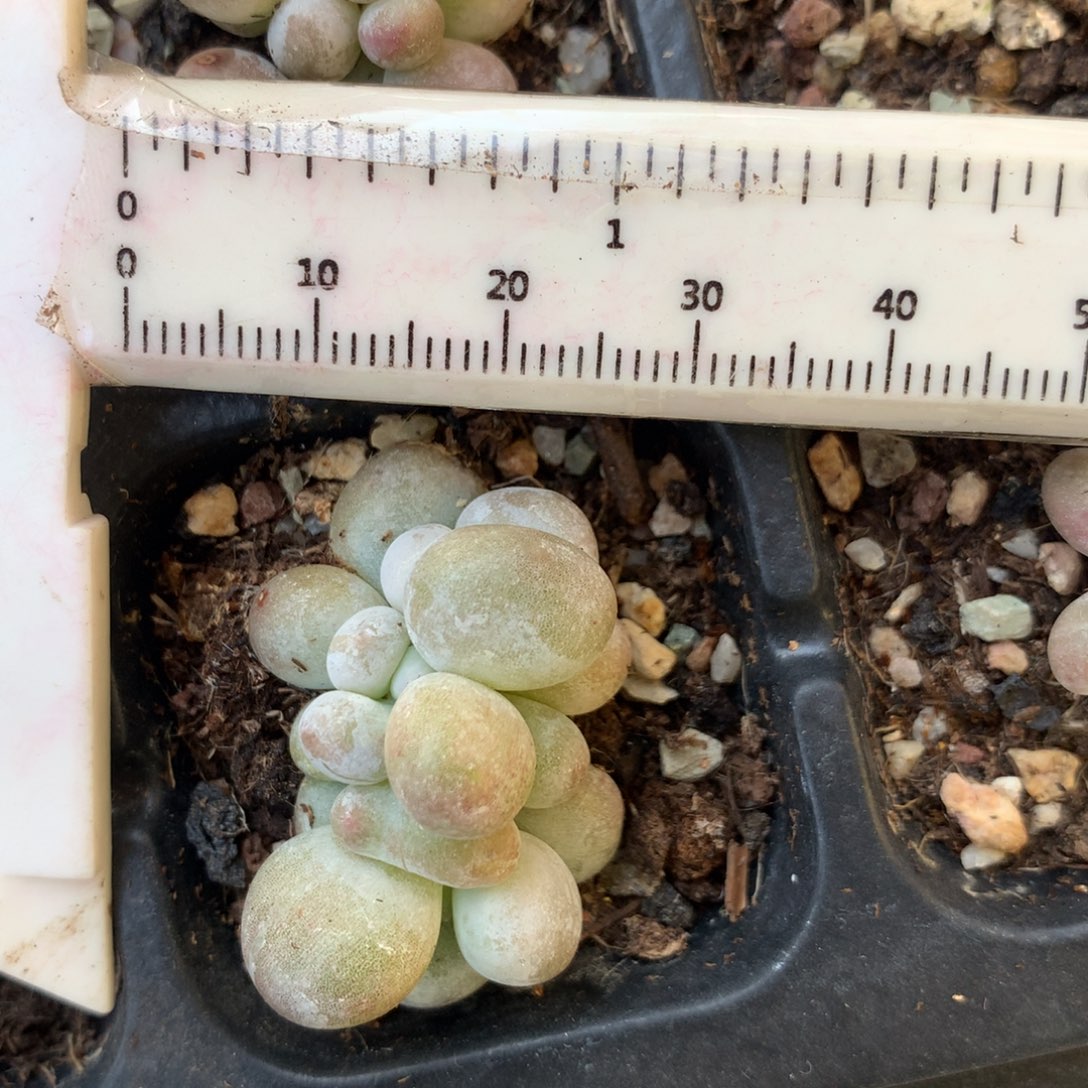 油煎 小书肉奶酪多肉 