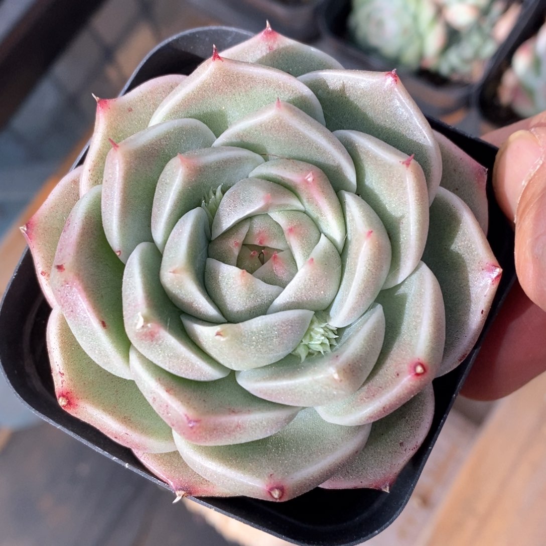 精品多肉一物一拍不包整427