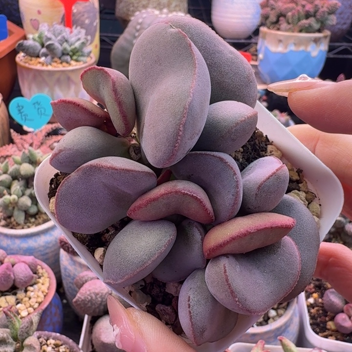 小***糊我的手机号是多少了啊