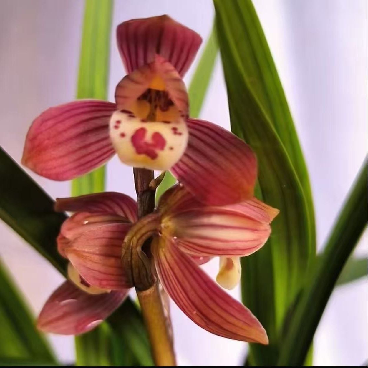 春剑 红荷 年宵花兰花浓香型 花期11-3月份自然棚养殖兰花