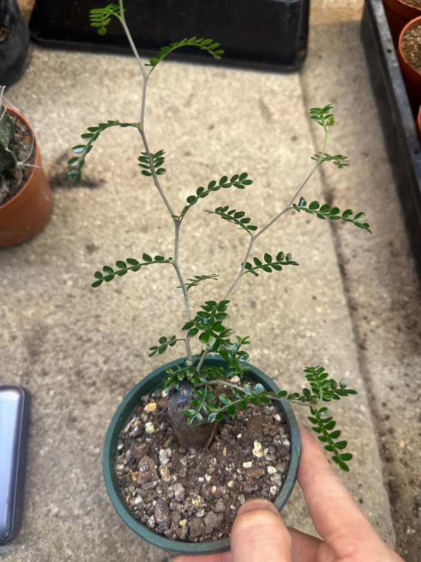 仙人球直播综合链接象足漆树