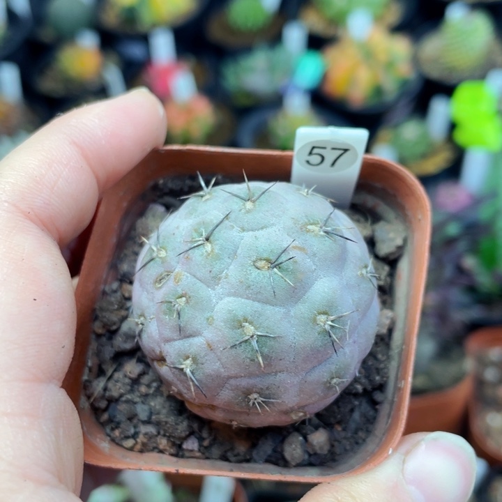 3.3cm 非偏远地区满25包邮仙人球