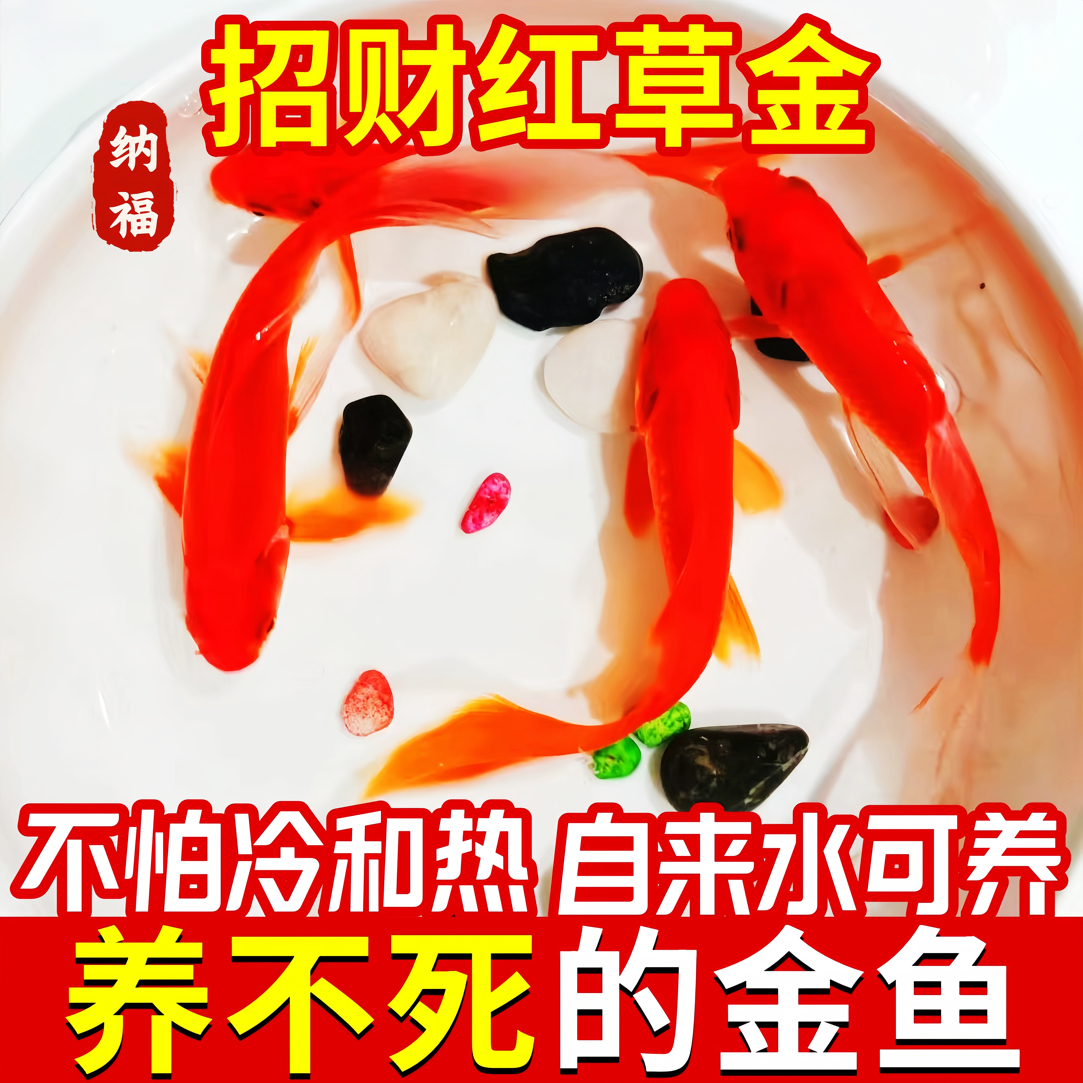 【红草金鱼】包邮好养耐活红草金鱼红锦鲫观赏鱼适合新手包邮