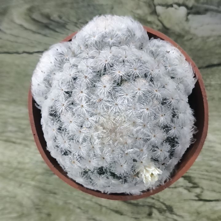 花花世界迷人眼的球球好