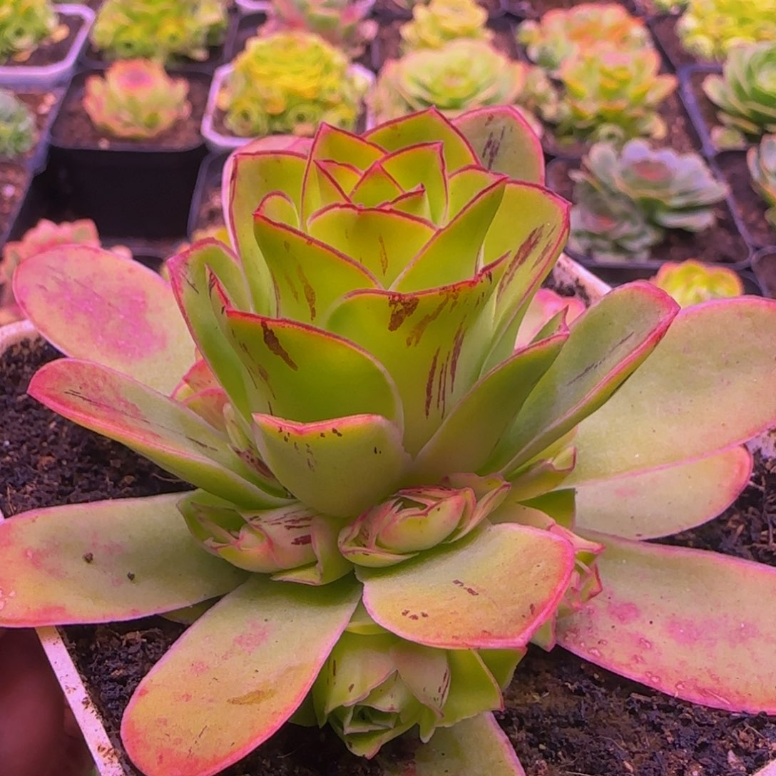 胭脂扣玫瑰13134356565685353