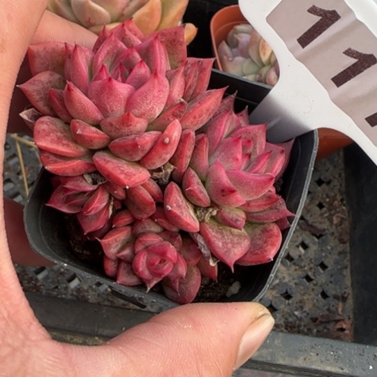 111安娜一物一拍多肉