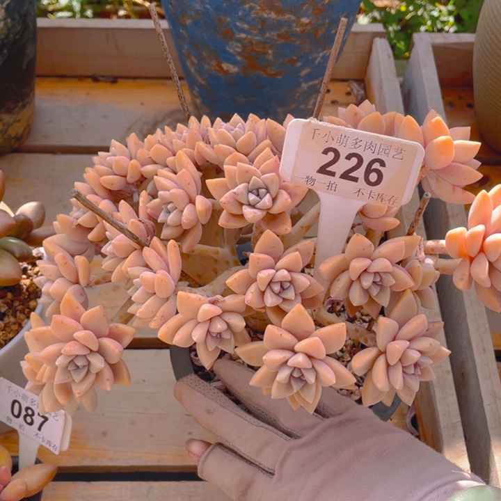 谢谢你的支持000000226