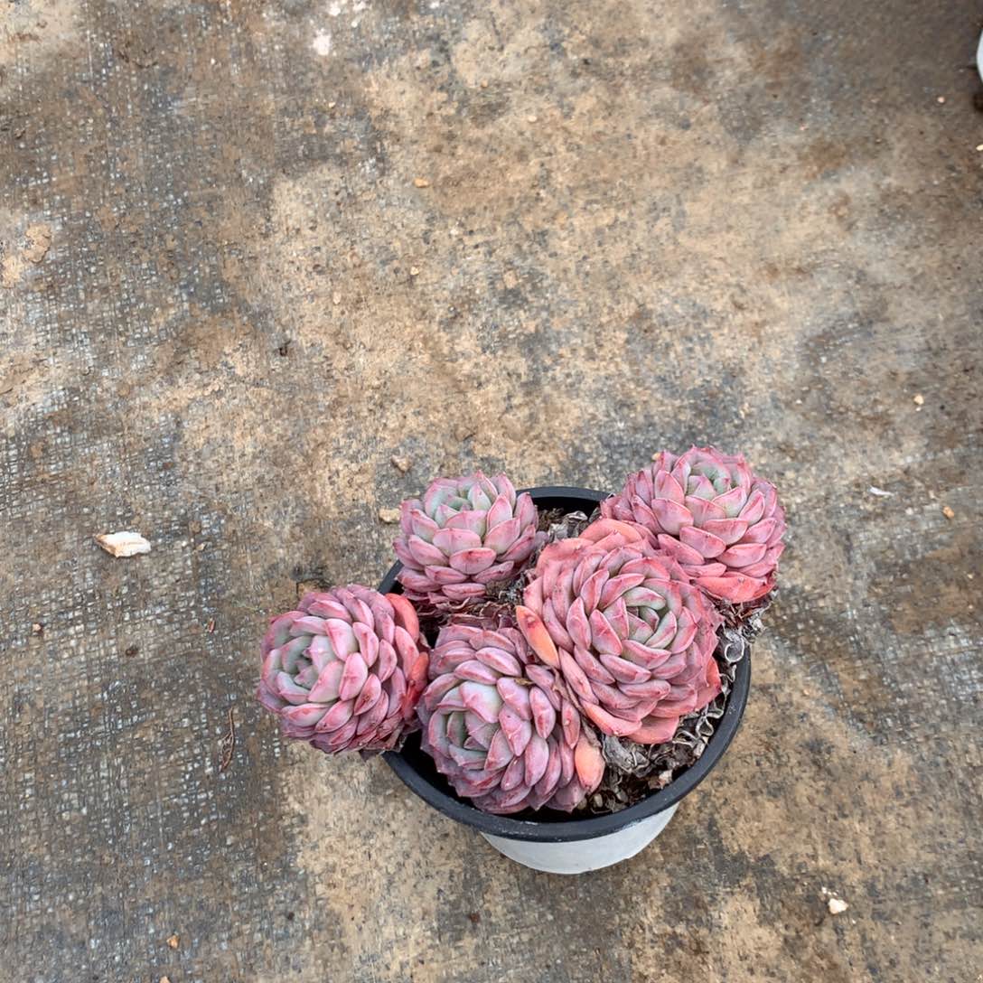 人工增加剂量对患者皮肤伤害