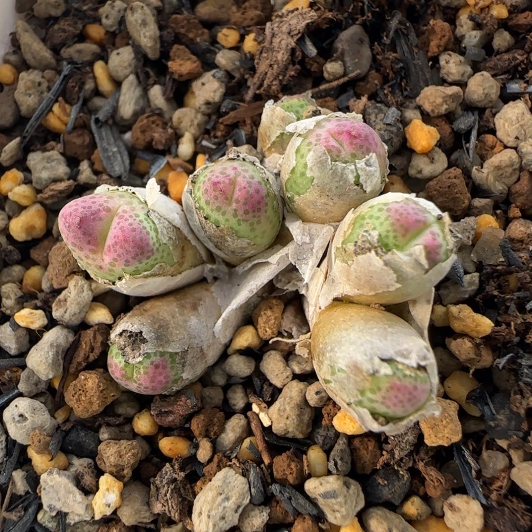 12-1-1-6当天满38包邮小型超级粉龙猫体斑马7头脱土