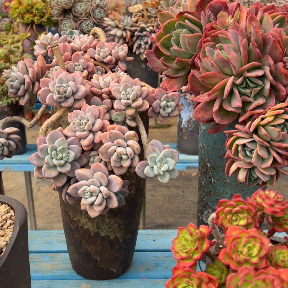 精品红洛神妖桩 裸根