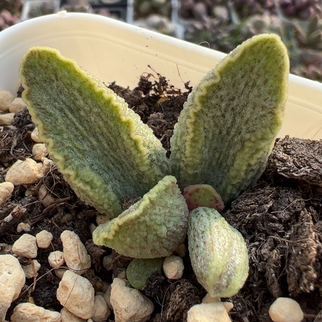 绿爽猪肝大苗多肉植物水泡