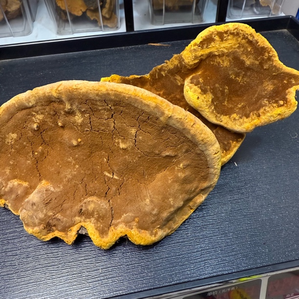 小念推荐桑树桑黄【一物一拍】