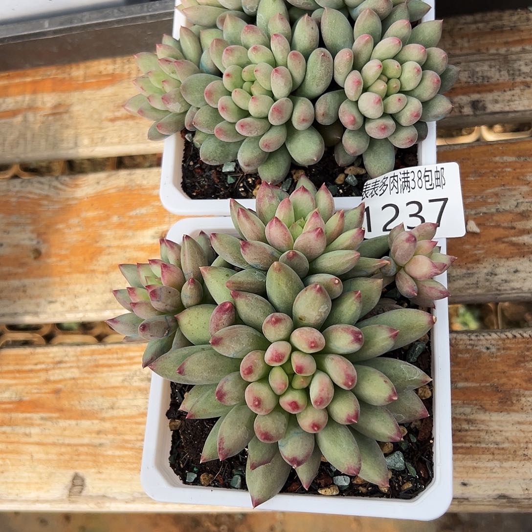 夏***天无花朵多肉物一拍植物1237