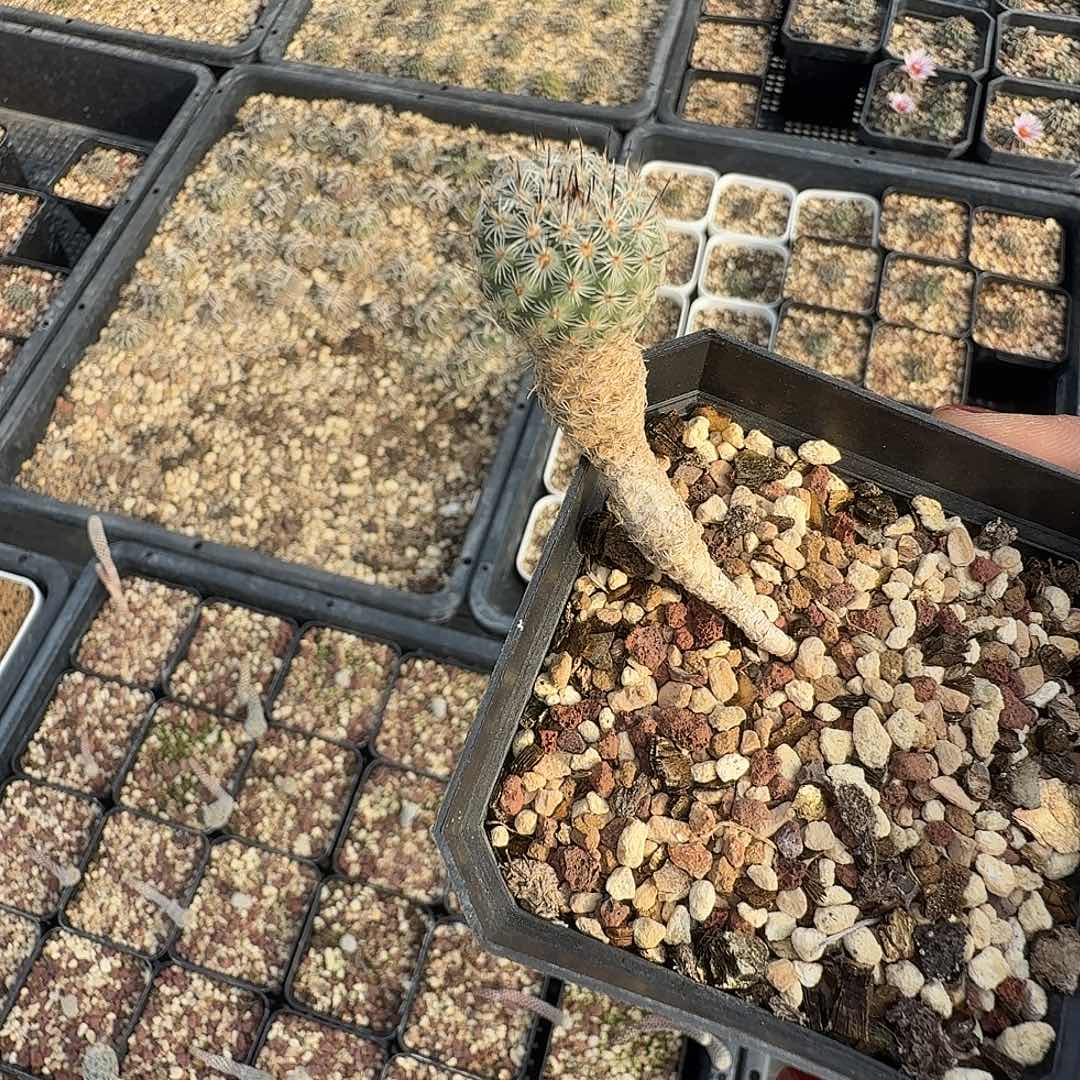 实生美珍玉脱土发货