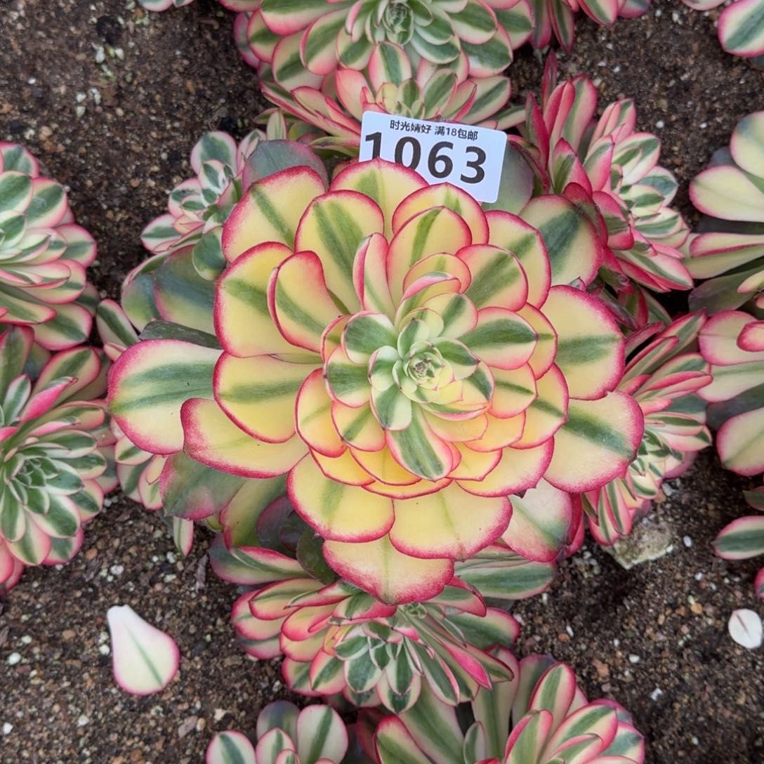 1063荔枝多肉植物