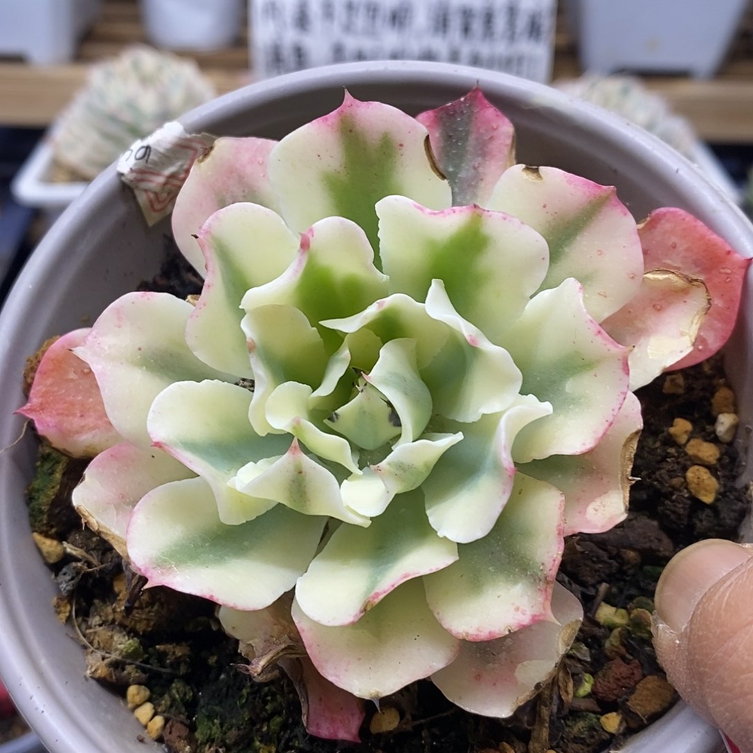 28142 海啸覆轮锦