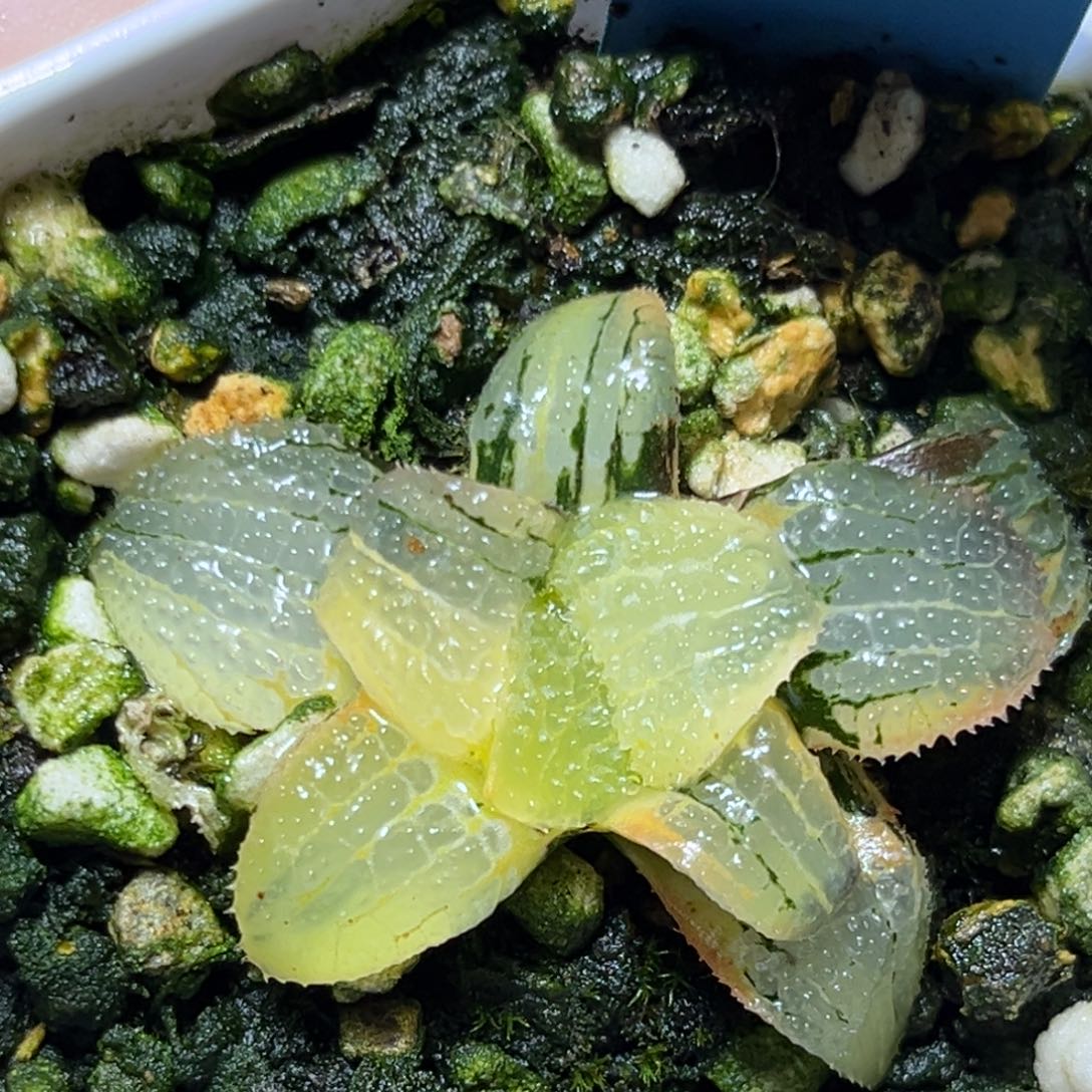 恭喜发财大吉大利605