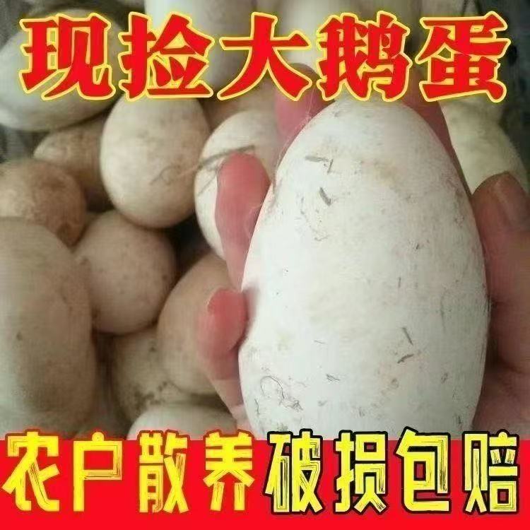 新鲜农家散养土鹅蛋孕妇宝宝适用100-120克