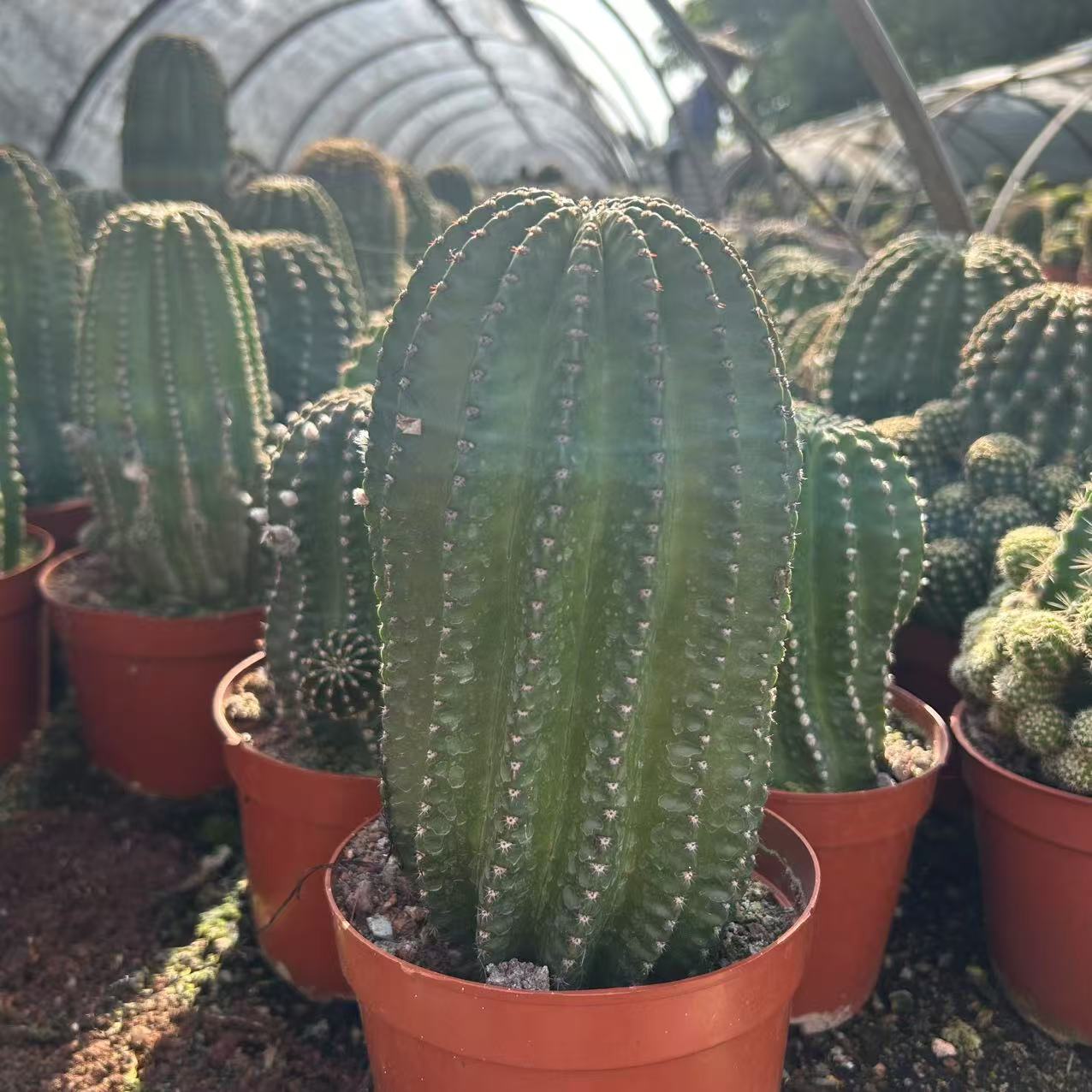 超大号单头起黑金刚高度20cm  仙人球夏型种绿植盆栽桌面阳台