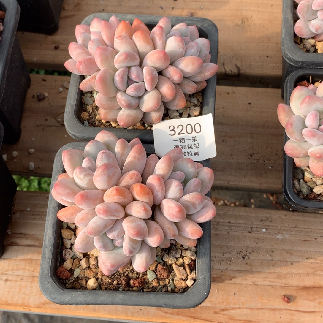 10厘米三头香水两颗3200