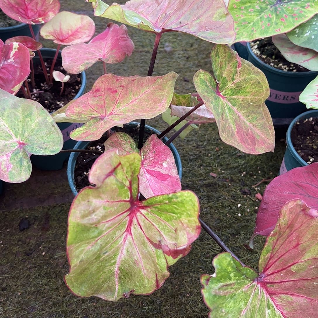 无花朵泰彩养定实生42