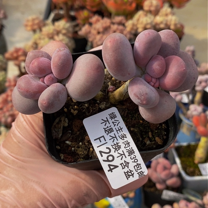 彩虹奶294多肉植物