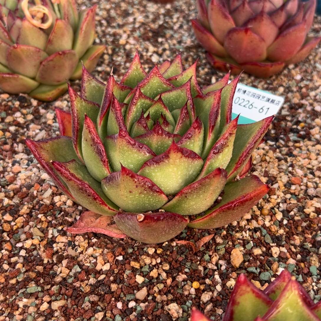 多肉一物一拍0226-61