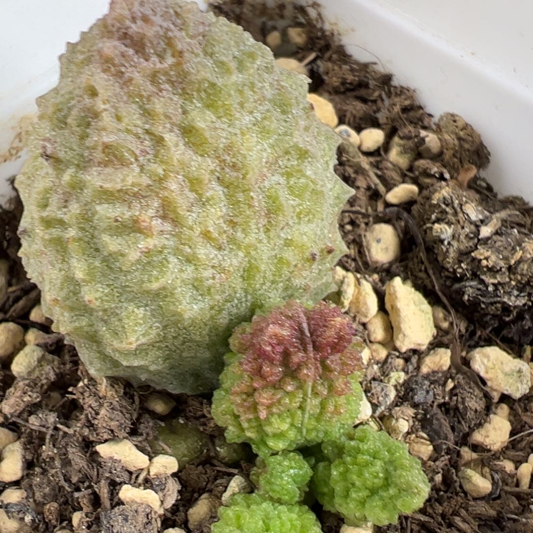 实生底叶苗纹路款多肉植物